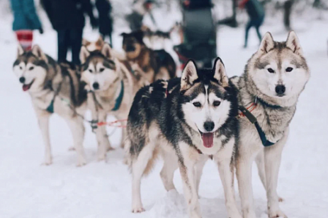 3х-дневное приключение на собачьих упряжках по Карелии