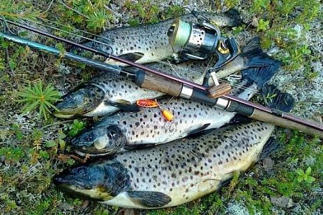 Рыболовный тур "Лососевая рыбалка на Пяозере" с размещением на турбазе