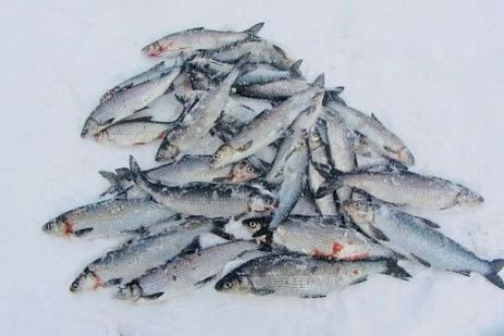 Рыболовный тур в окрестностях Белого моря "Зимний лосось"